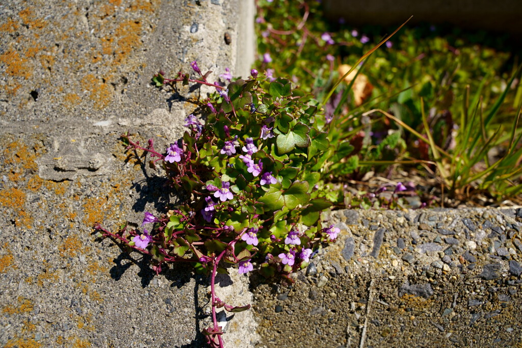 DSC02636