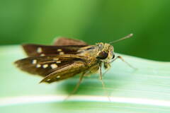 A7C05425