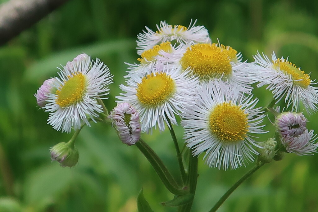 百合が原公園の花