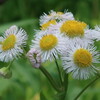 百合が原公園の花