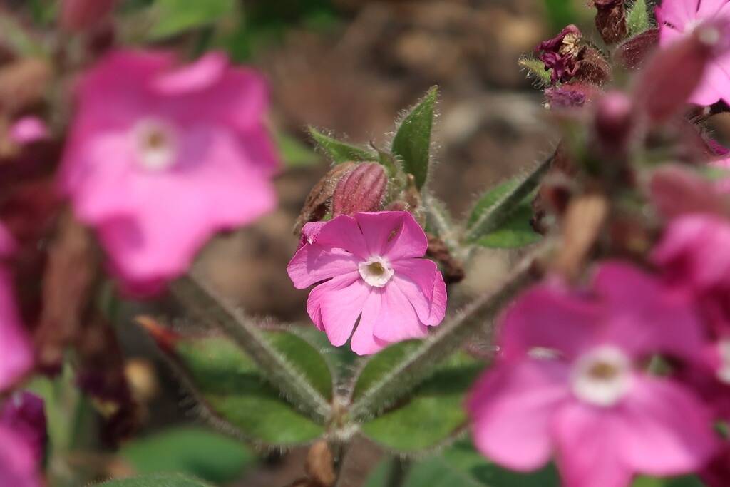 百合が原公園の花