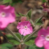 百合が原公園の花
