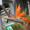 百合が原公園にて