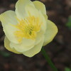 百合が原公園の花