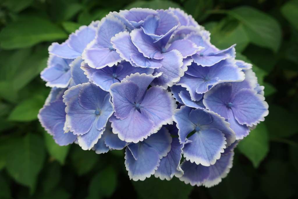 紫陽花