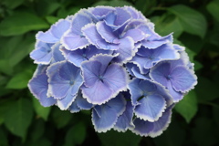 紫陽花