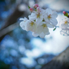 2020年桜１