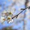 2020年桜２