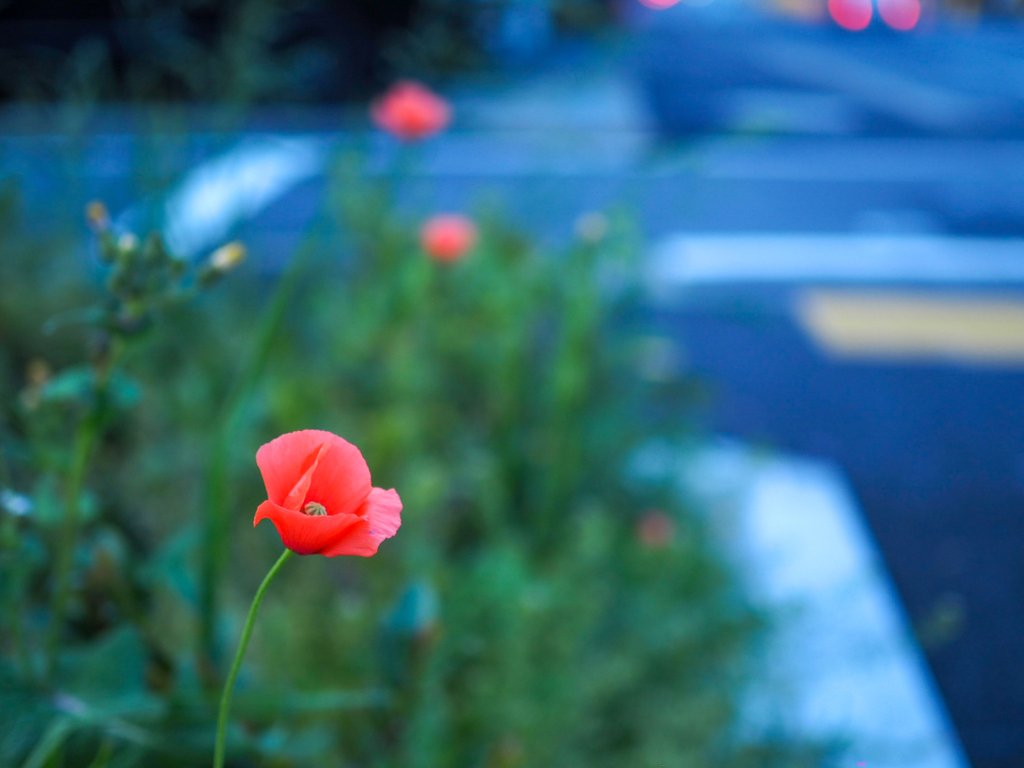 お花