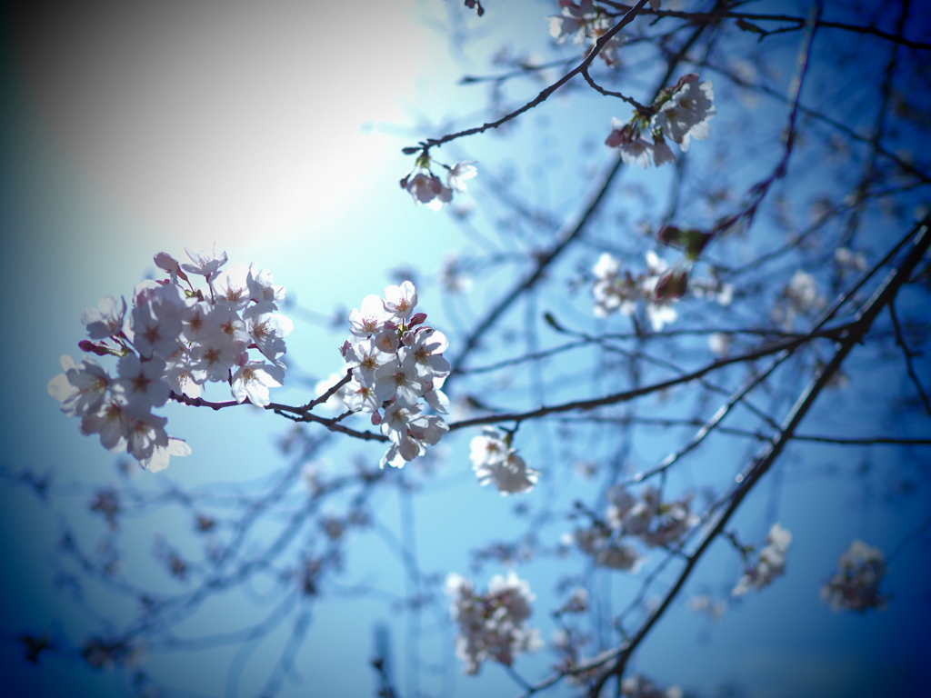 2020年桜３