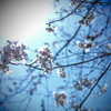 2020年桜３