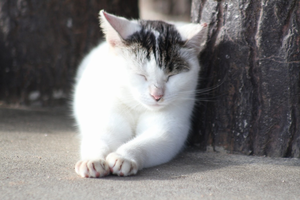 うみねこさんぽ。