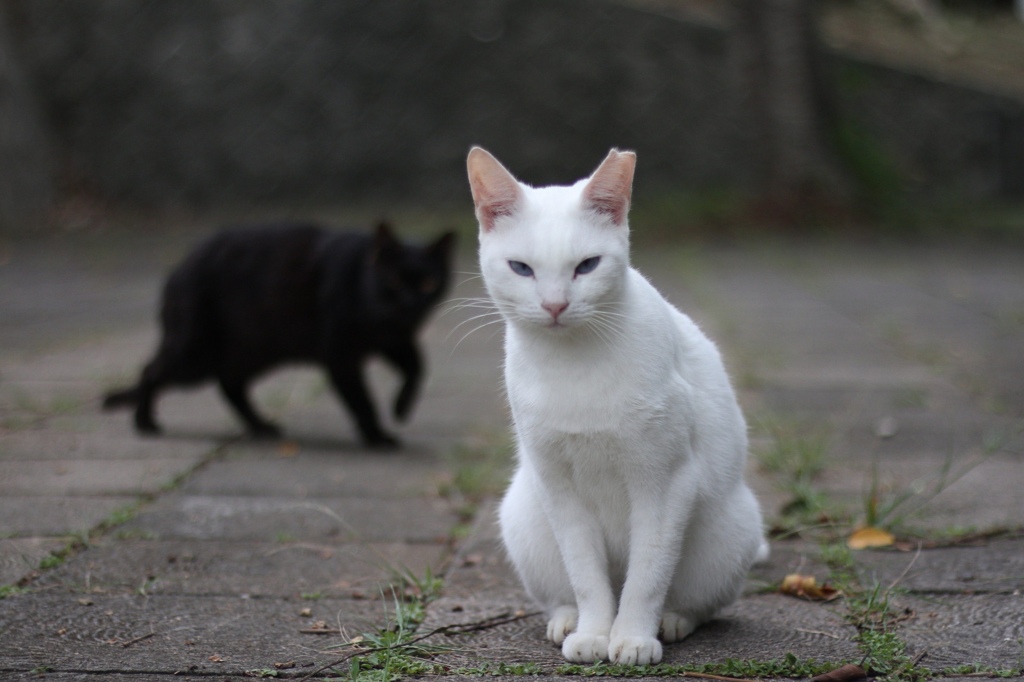 ねこさんぽ。