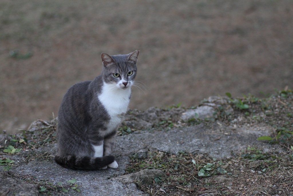 ふゆねこさんぽ。