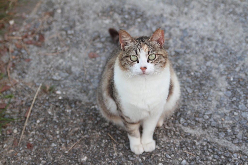 うみねこさんぽ