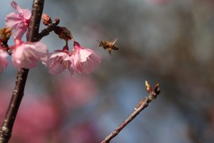 花と虫