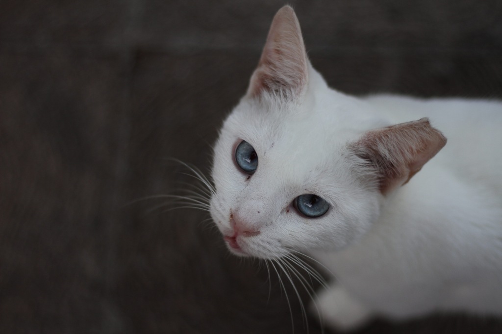 ねこさんぽ。