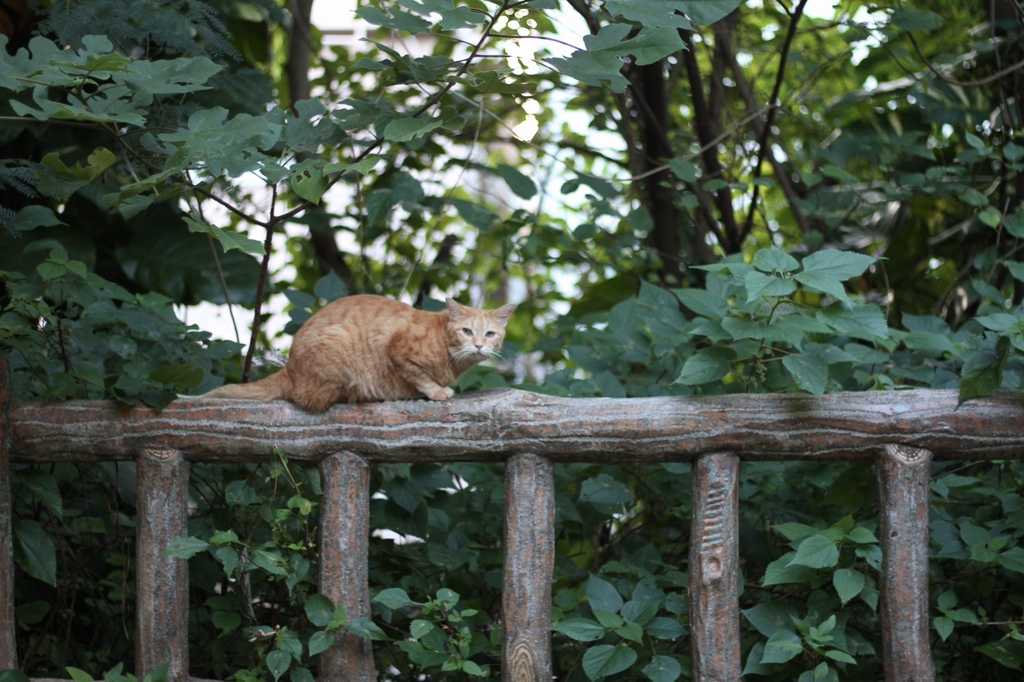 ねこさんぽ。