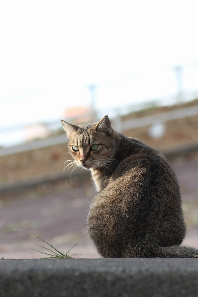 ねこさんぽ。