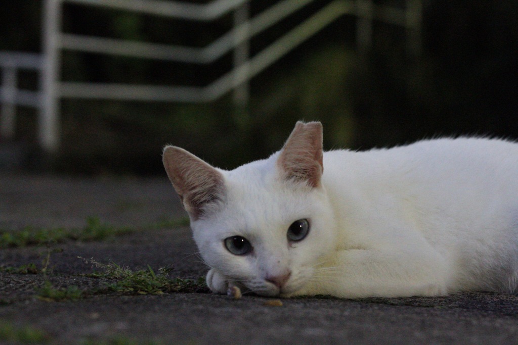 よるねこさんぽ。