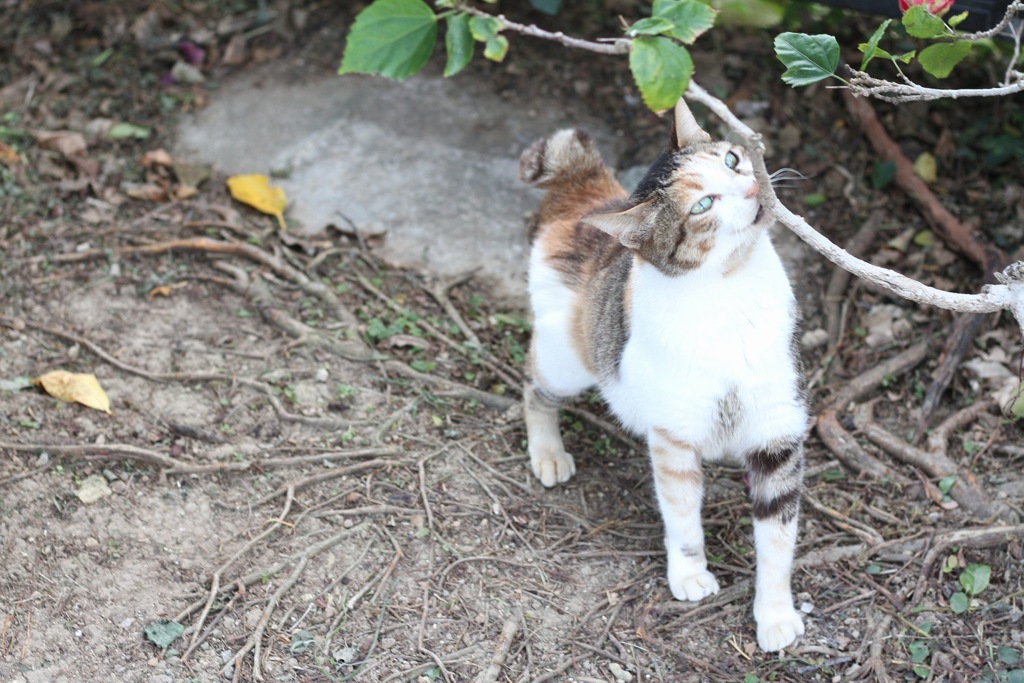 ねこさんぽ