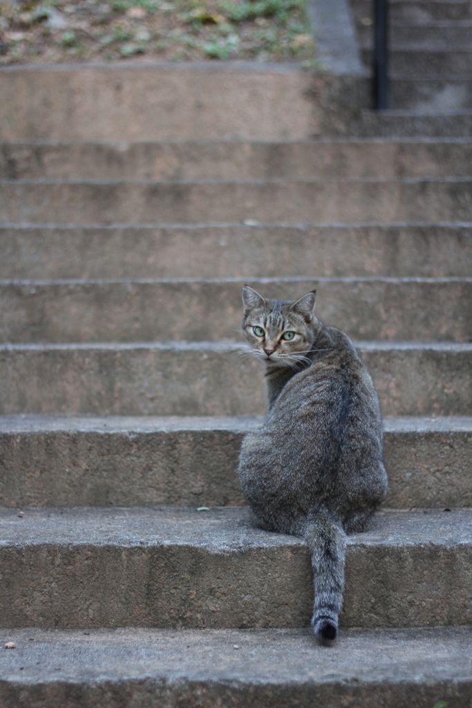 ねこさんぽ。