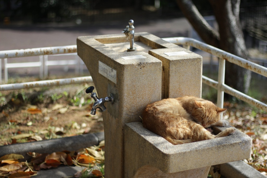 ねこさんぽ。