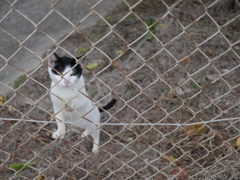 ねこさんぽ