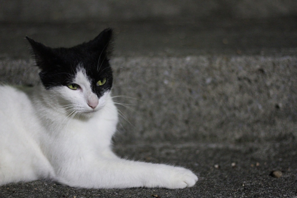 よるねこさんぽ。