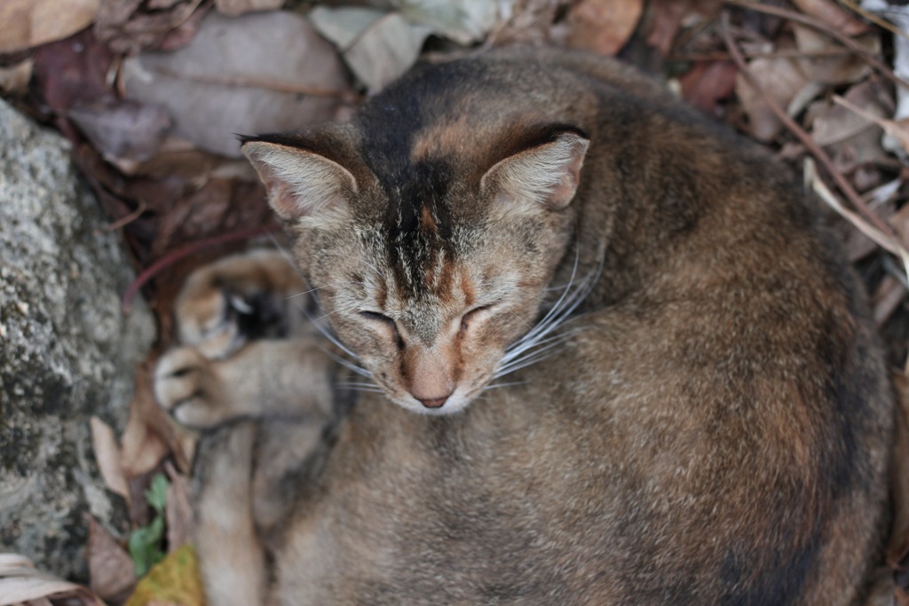 ねこさんぽ。