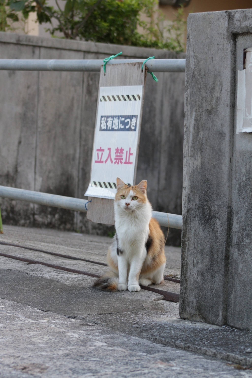 ねこさんぽ。