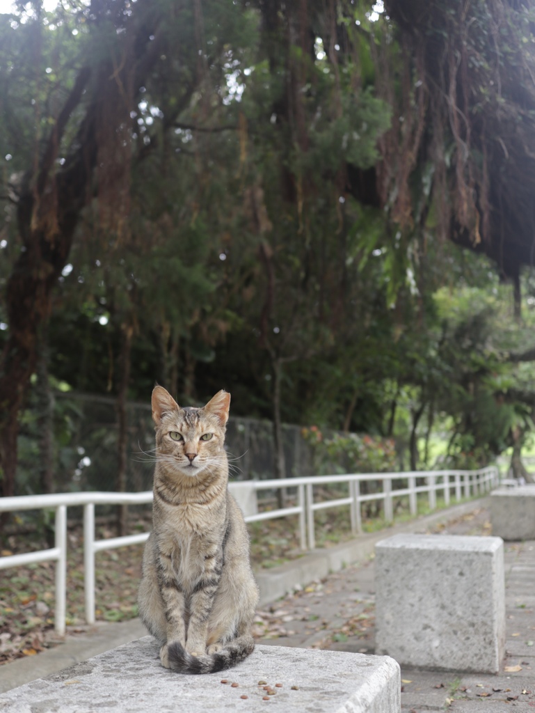 ねこさんぽ