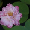 はす。