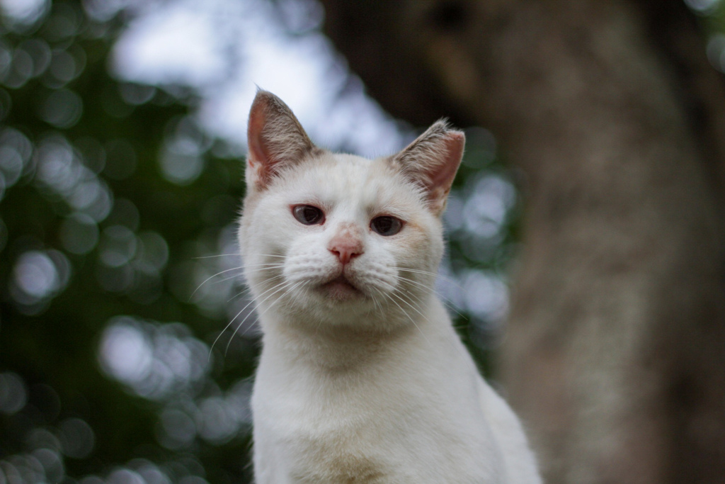ねこさんぽ。