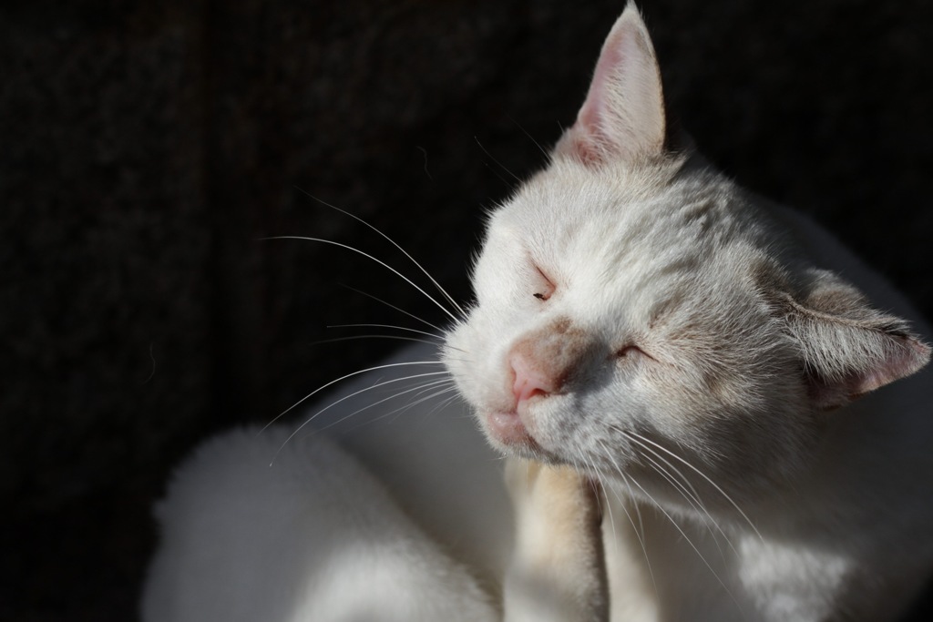 ねこさんぽ。