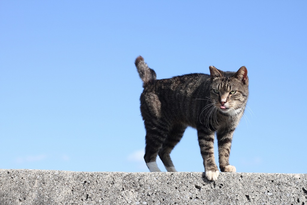 うみねこさんぽ。