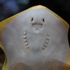 エイ。