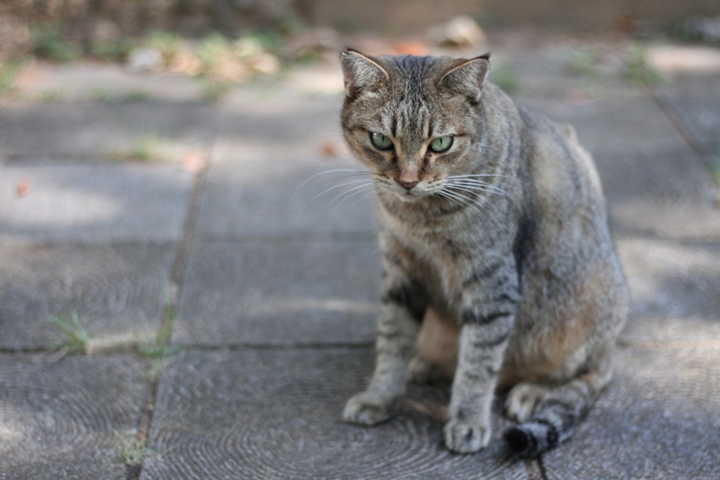 ねこさんぽ。