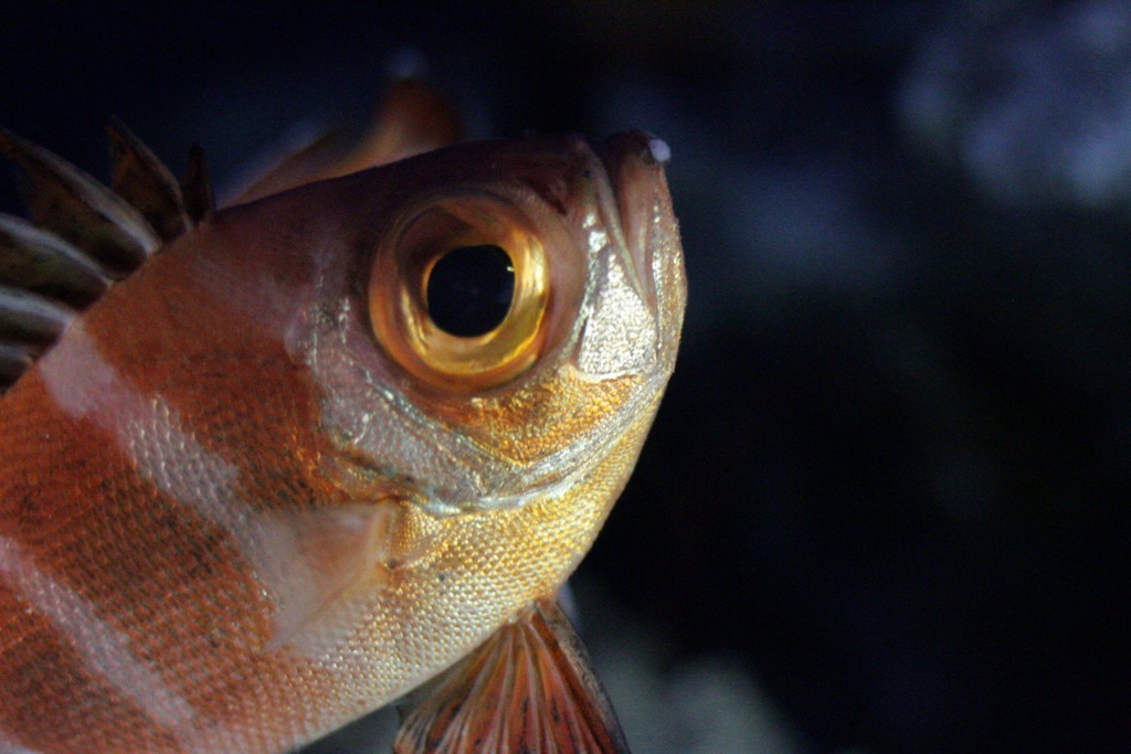 深海魚