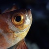 深海魚