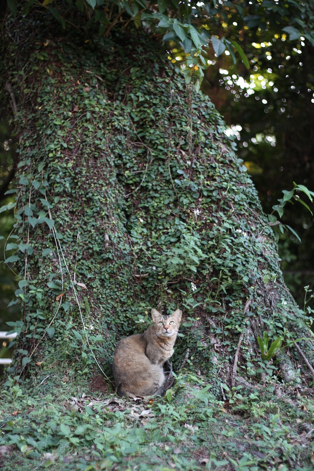 ねこさんぽ。