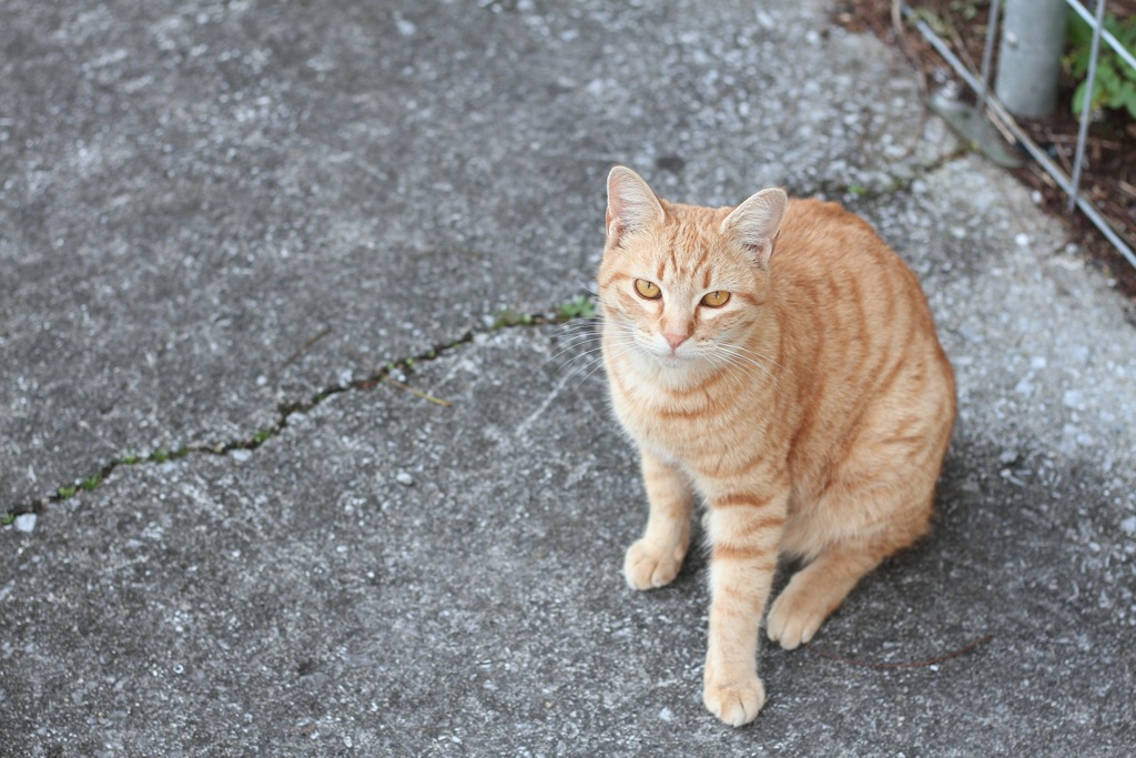 ねこさんぽ
