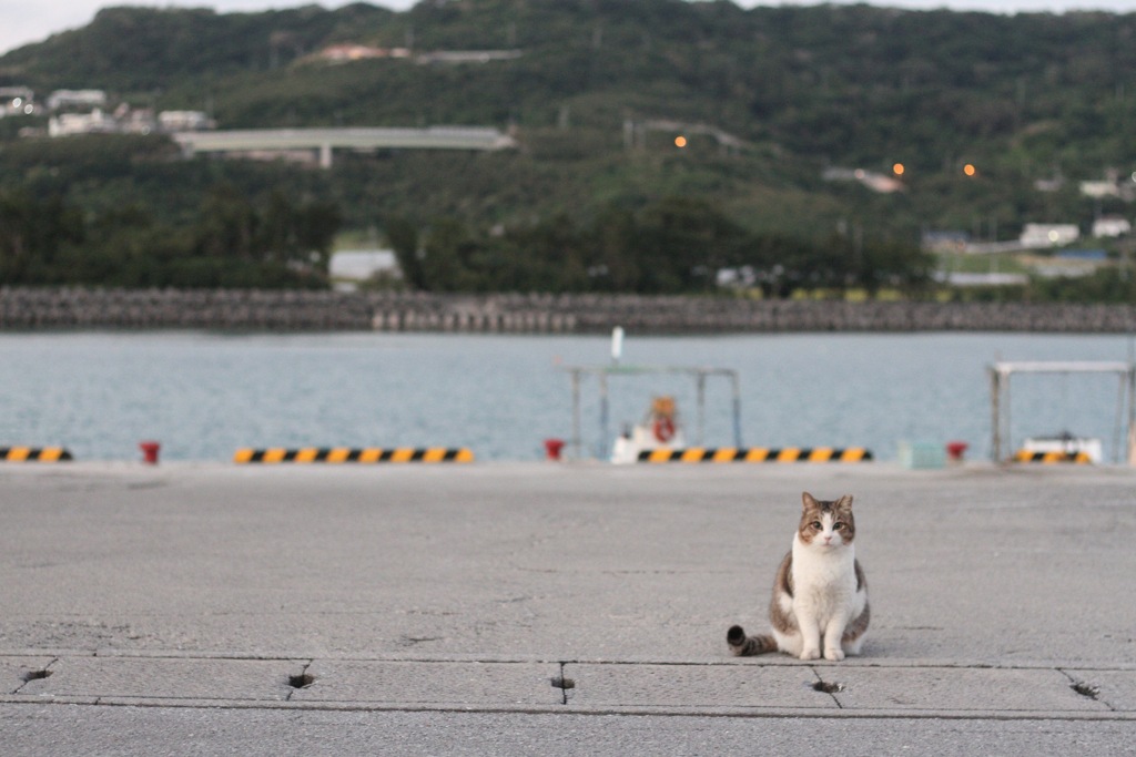 うみねこさんぽ。