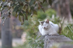 ねこさんぽ