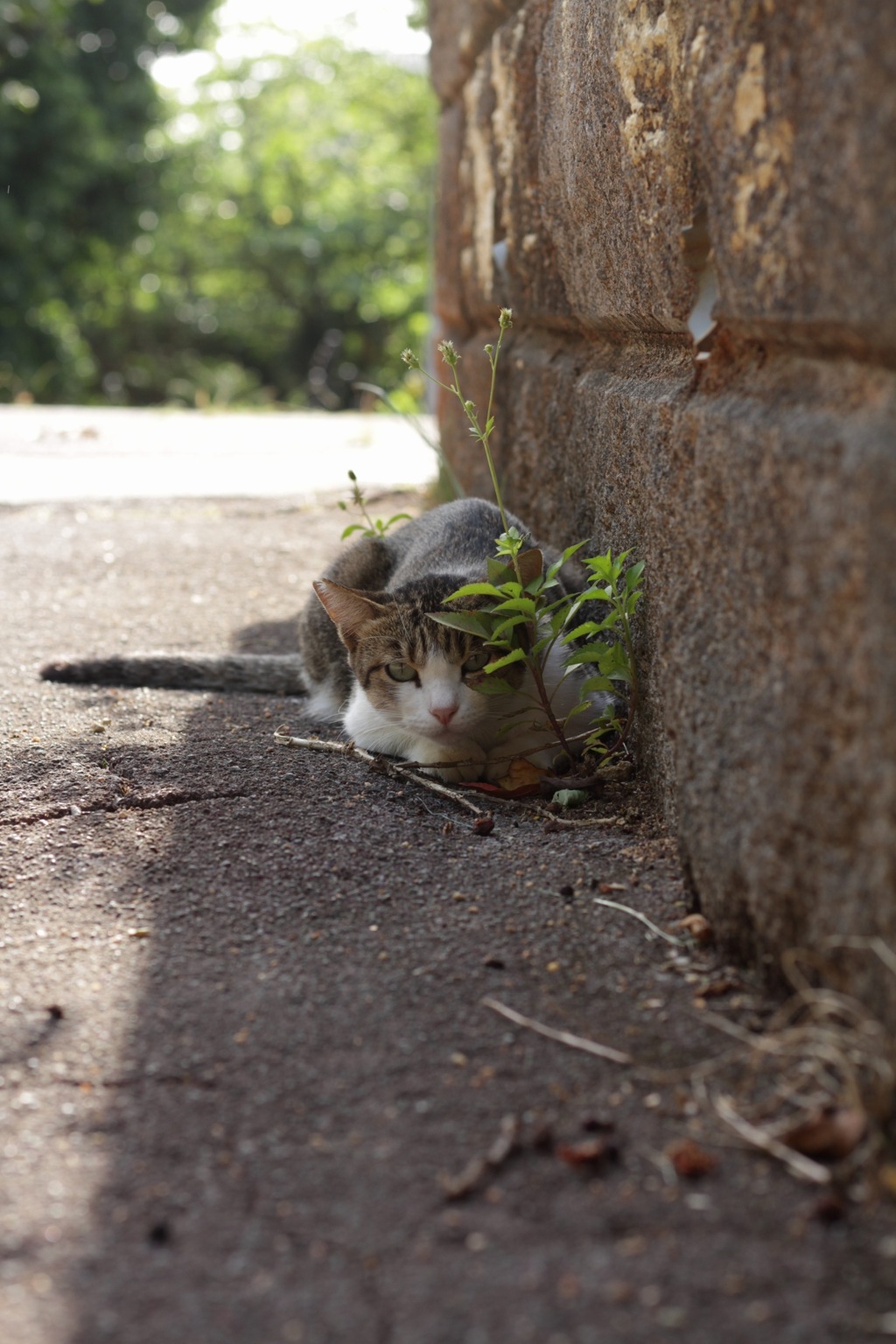 ねこさんぽ。