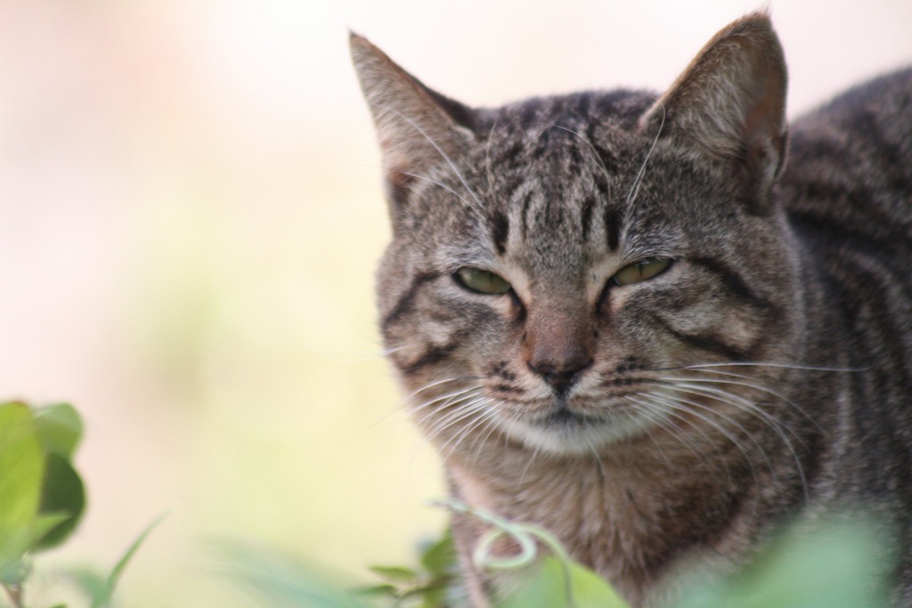 ねこさんぽ