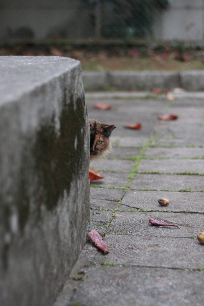 ねこさんぽ。