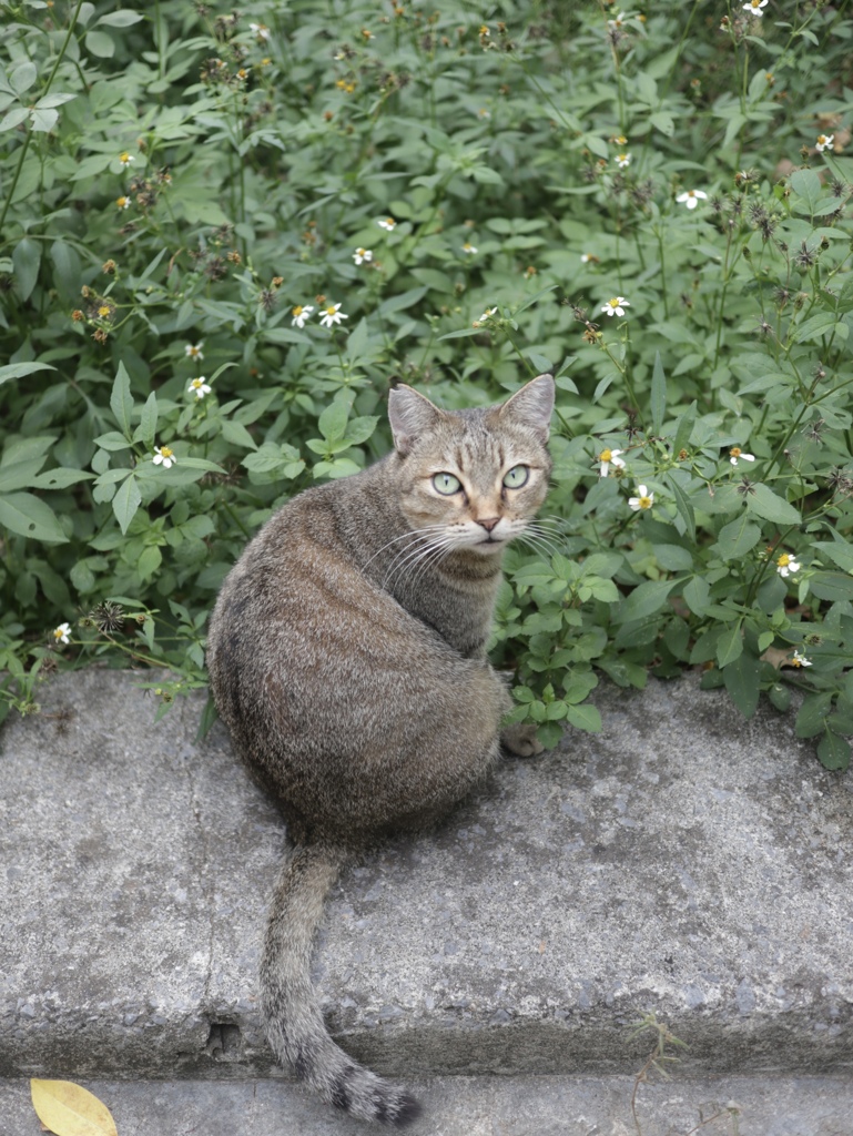 ねこさんぽ