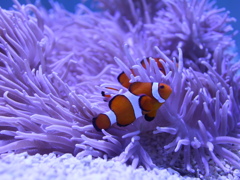 宮島水族館