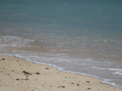 朝の海と鳥と。